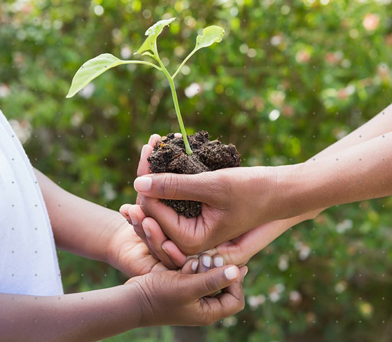 Sustainable Practices